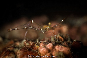 Ghost shrimp photographed during shallow diving near Have... by Susanna Randazzo 